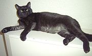 Black cat with alopecia (fur loss) from overgrooming