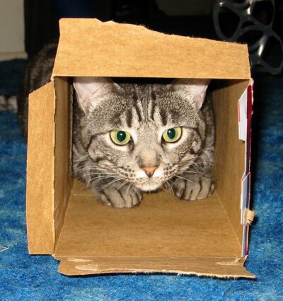 Lsrge grey tiger cat in small box