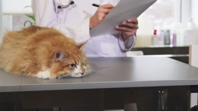 Orange cat on vet's exam table