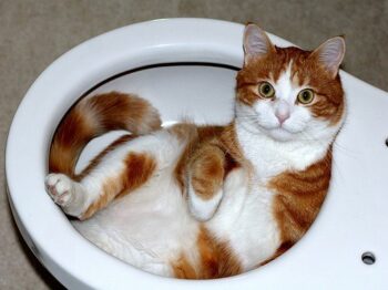 Orange and white cat curled into basin