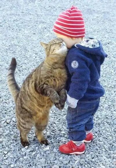 Tiger cat standing on hind legs, rubbing head against toddler