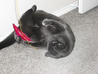 Black cat playing with red feather