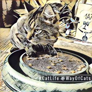Cat thinking about eating food