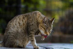 cat grooming