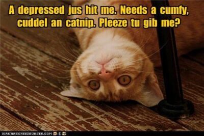 Depressed cat needs cuddle and catnip