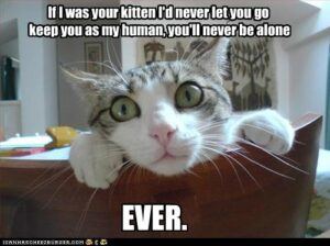 Cat saying, "if I was your kitten I'd never let you go keep you as my human, you'll never be alone EVER