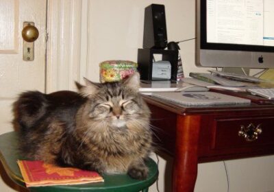 Cat sitting at small table