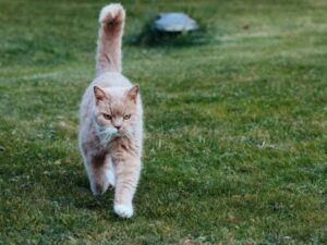 Cat with tail upright