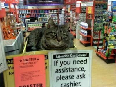 Cat at register. Sign says, "If you need assistance, please ask cashier.