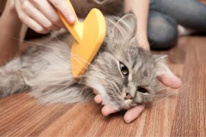 Brushing the cat