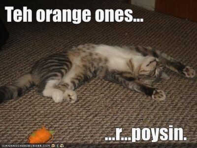 Cat pretending poisoning over carrot