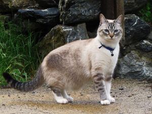 Grey & tiger cat with bell collar