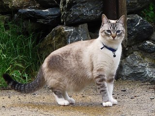 Grey & tiger cat with bell collar