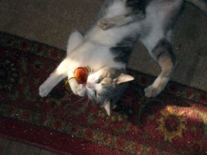 White and grey cat playing with toy mouse