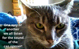 Grey cat: Caption says one way or another we all listen for the sound of the can opener