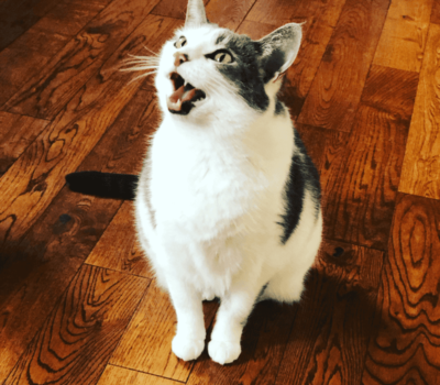 White cat, black splotches, sitting on floor and meowing