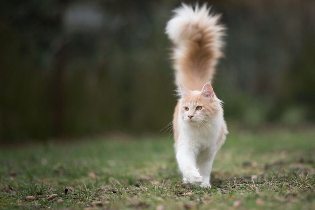 White & tan fluffy cat, approaching with tail up