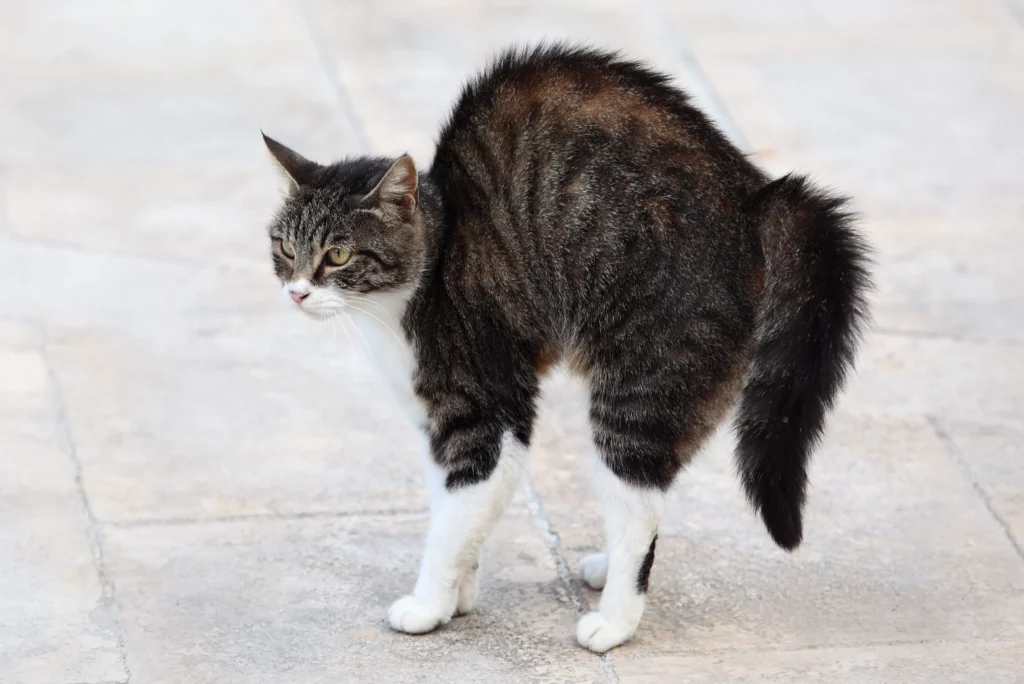 Dark tiger cat hunched up with puffy tail