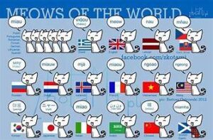 Meows of the World