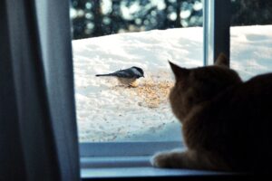 Cat looking out window at bird