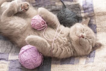 Cat lying on back, sleeping, wound up with yarn