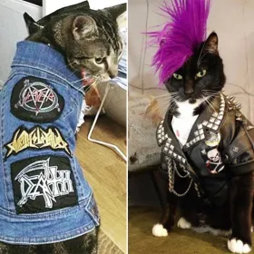 Two cats dressed in elaborate costumes