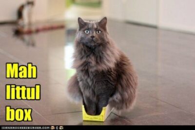 Fluffy grey cat sitting in very small box