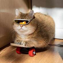 Cat with goggles and skateboard