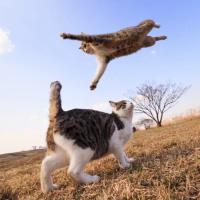 Tiger cat flying over another cat