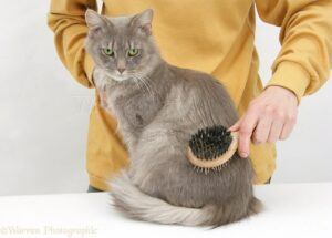 Grey cat being brushed