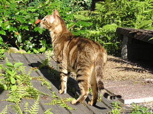 Sukoko cat -- tan with brown stripes