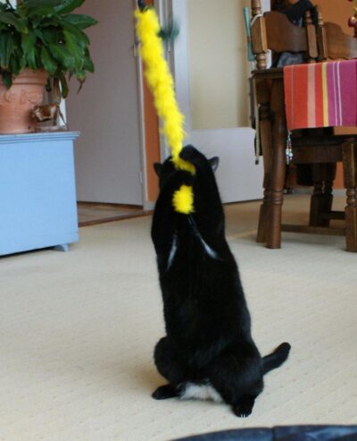 Black cat playing with long yellow wand