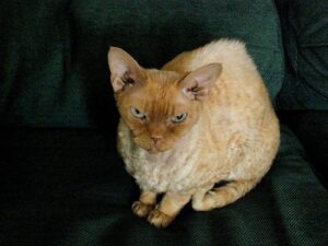 Devon Rex cat, orange-colored