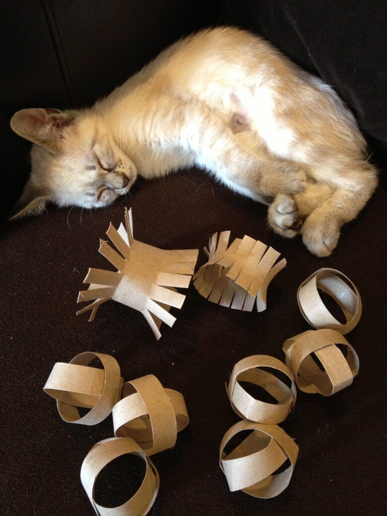 Cat with homemade cat toys