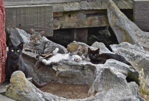 Group of feral cats