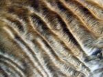 Wavy fur of Devon Rex cat