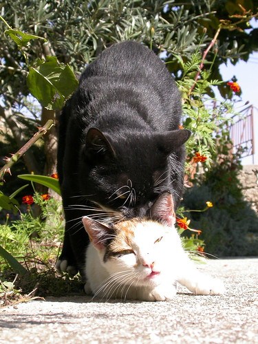 Black cat and white cat mating