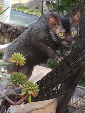 Black Lykoi cat, sparce hair on gace