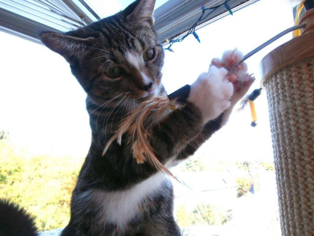 Cat playing with feather toy