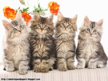 Four fluffy adorable kittens