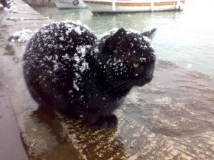 Black cat in snow