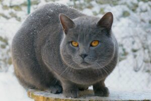 Chartreux cat grey with yellow eyes