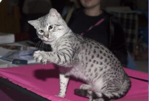 Grey spotted Egyptian Mau cat