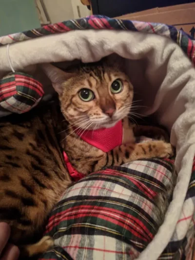 Cat in top of sleeping bag