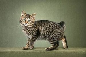 Kurilian Bobtail cat, grey with black spots & stripes