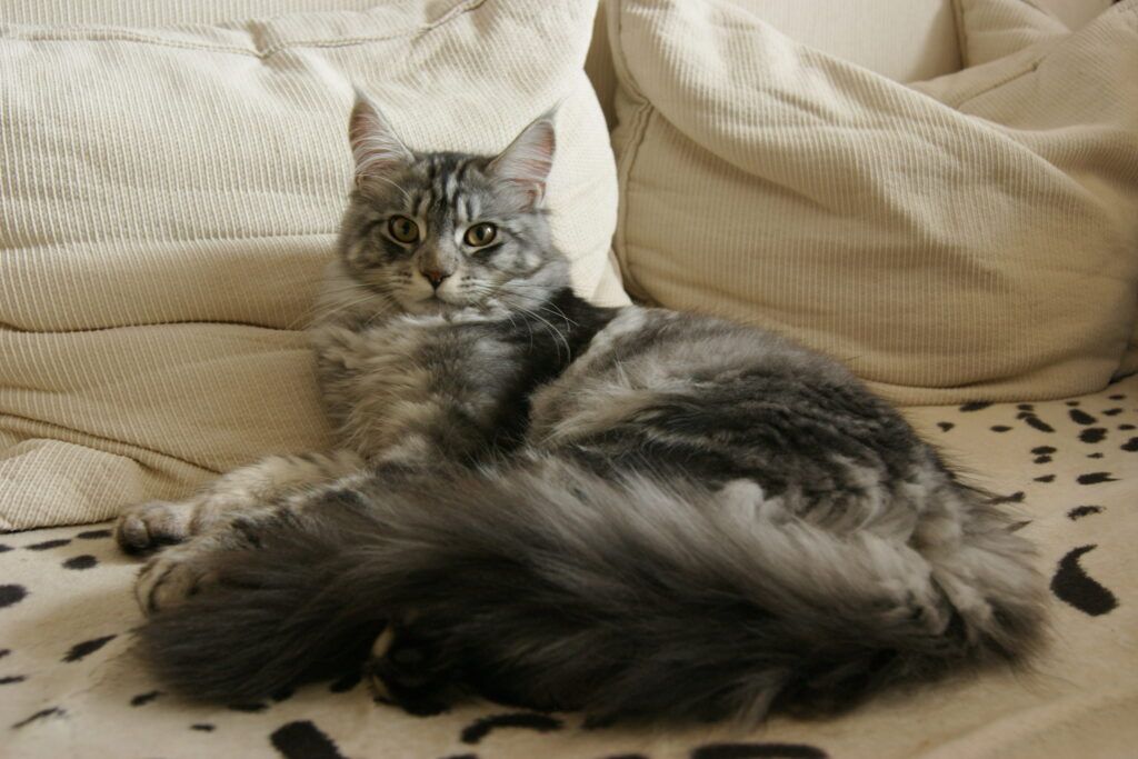 Grey Maine Coon cat lying down