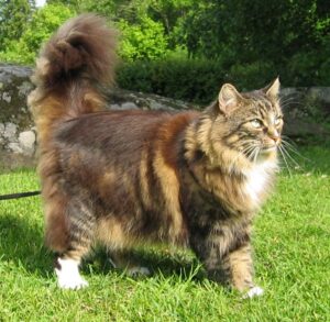 Norwegian Forest cat, dark brown and tan, long-haired