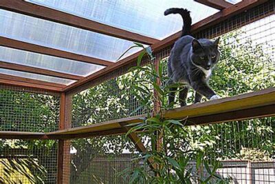 Cat on high walk in catio