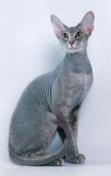 Peterbald grey cat