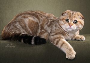 A Scottish Fold cat with unusual brown and tan markings